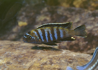 Chindongo sp. 'minutus mozambique' Chilucha Reef
